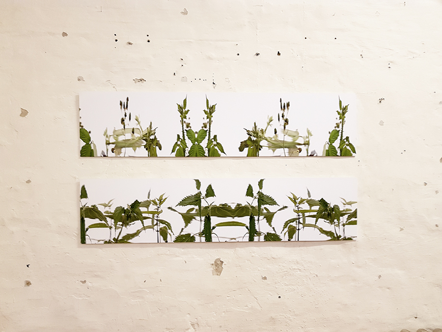 BrændenælderMogens_w